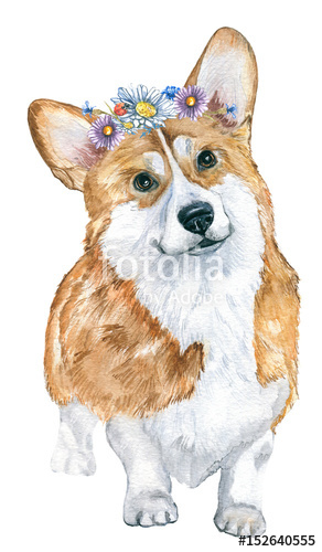 292x500 Dog Corgi. Watercolor Sketch. Stock Photo And Royalty Free Images