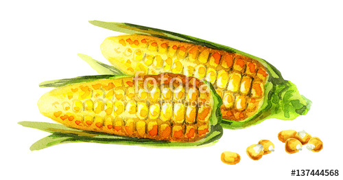 500x262 Corn On The Cob. Watercolor Stock Photo And Royalty Free Images