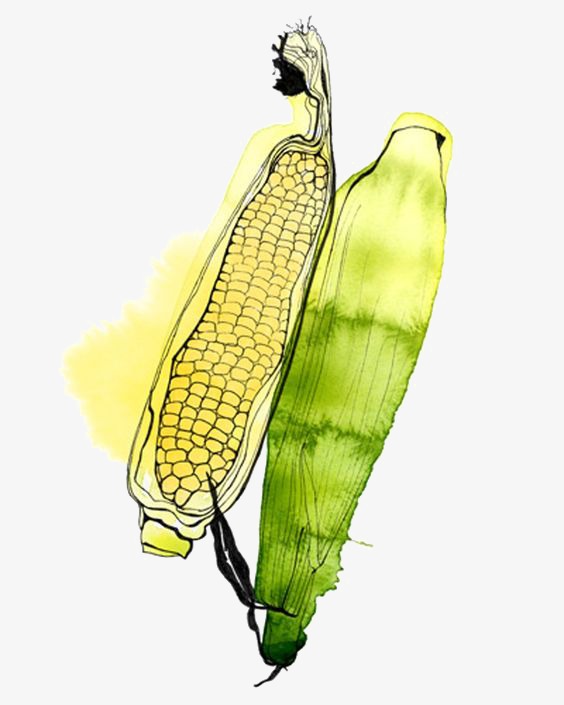564x705 Drawing Corn, Corn Clipart, Hand Painted Corn, Watercolor Png