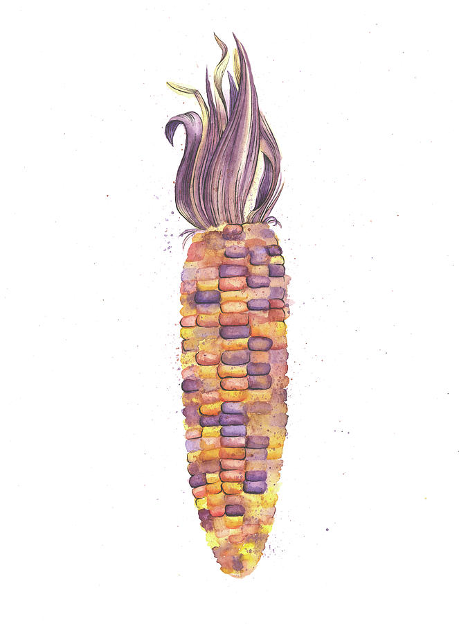 663x900 Dried Corn Watercolor Painting Painting By Andrea Hill
