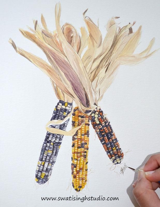 618x800 How To Paint Indian Corn In Watercolor