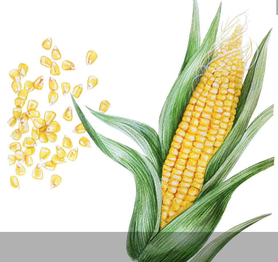 969x914 Watercolor Botanical Silverleaf