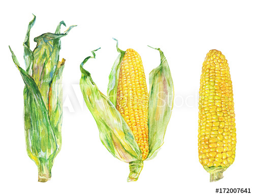 500x386 Watercolor Set Of Corn Cobs With Leafs. Hand Drawn Maize, Zea