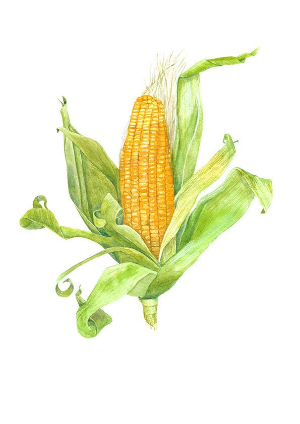 595x842 Corn Watercolor On Behance Botanical Behance