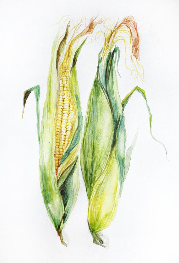 570x837 Corn Original Watercolor, Corn Watercolor, Art Decor, Garden Gifts