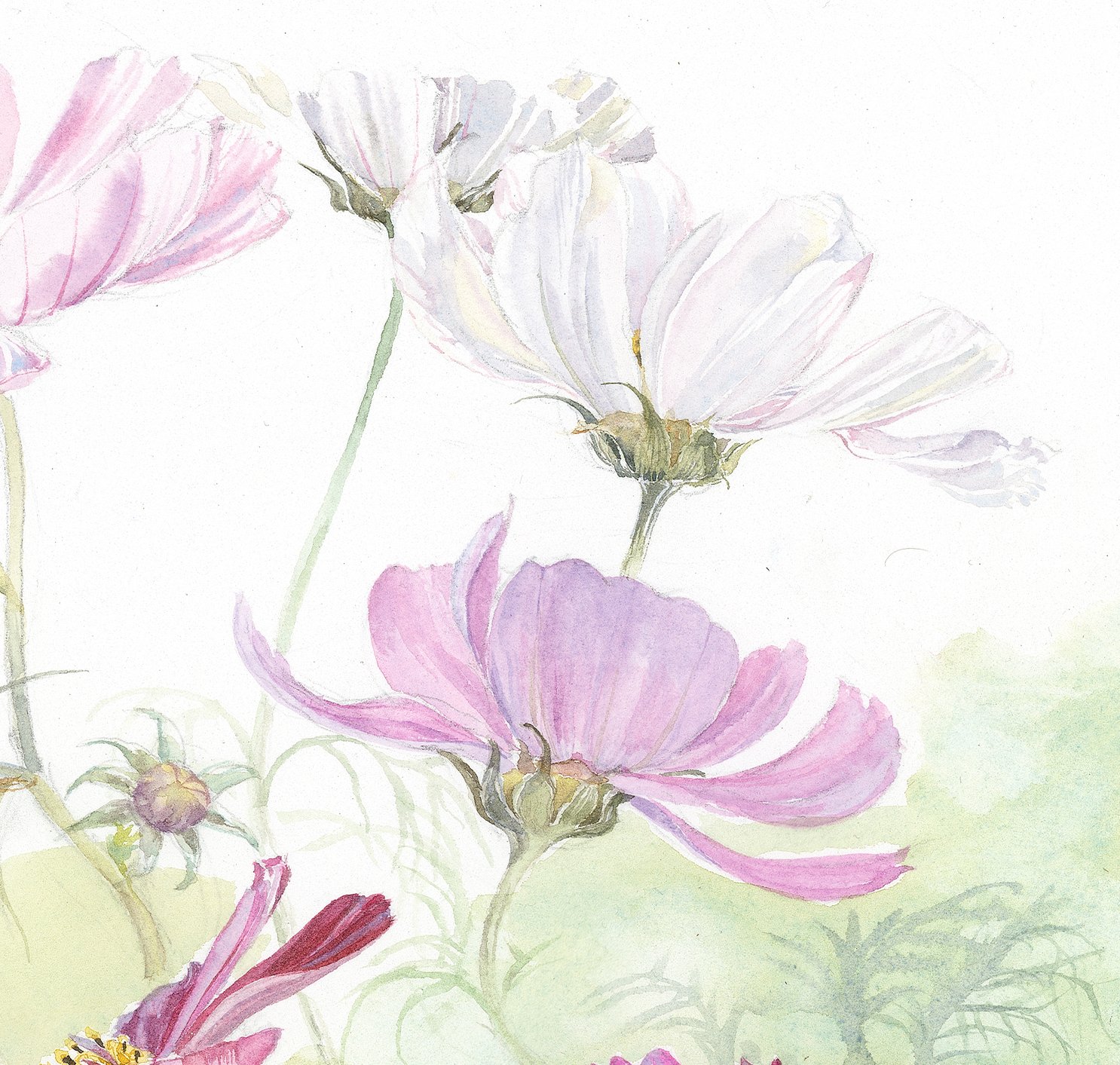 1486x1413 Cosmos Watercolour (Print On Canvas, 16 X 16 In.)