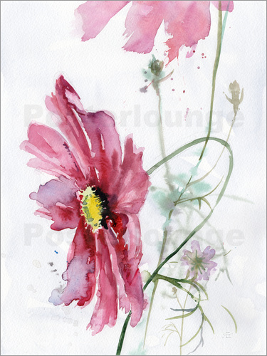 375x500 Verbrugge Watercolor Cosmos Flower Watercolor Poster Posterlounge