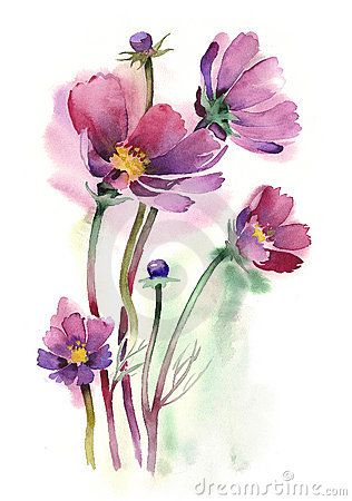 316x450 Watercolor Cosmos Flowers