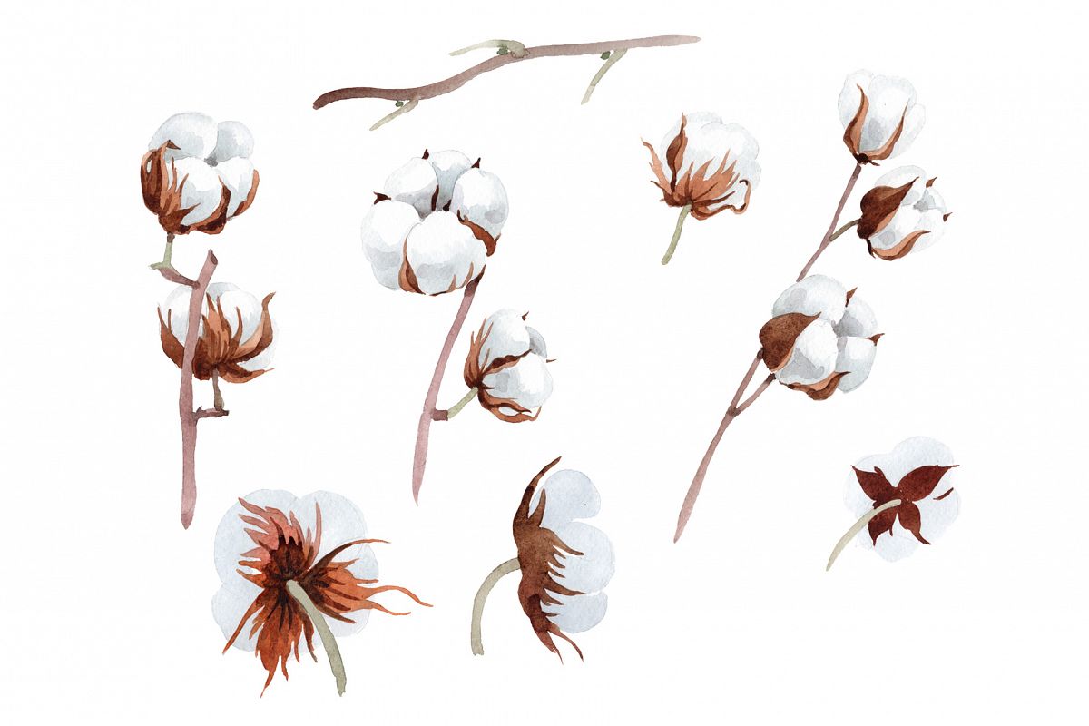 1200x800 Cotton Soft Flower Png Watercolor Set
