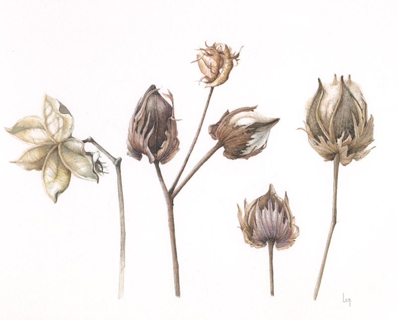 800x644 Original Watercolor