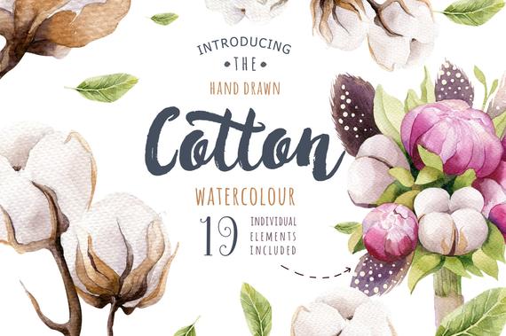 570x379 Watercolor Cotton Floral Clipart Floralcotton Balls Clip Etsy