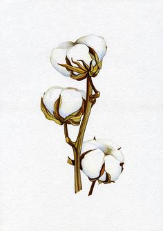 236x333 Cotton Boll Watercolor Painting Original, Farmhouse Decor, Wall