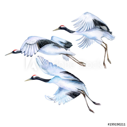 500x500 Flying Japanese Cranes Isolated On White Background. Red Crowned