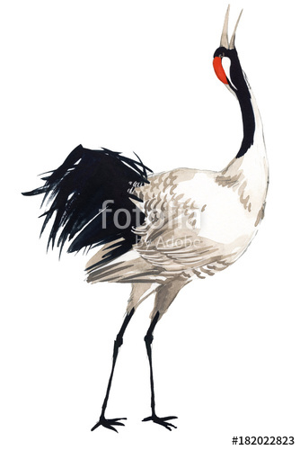 334x500 Japanese Crane Bird, Watercolor Illustration. Stock Photo And