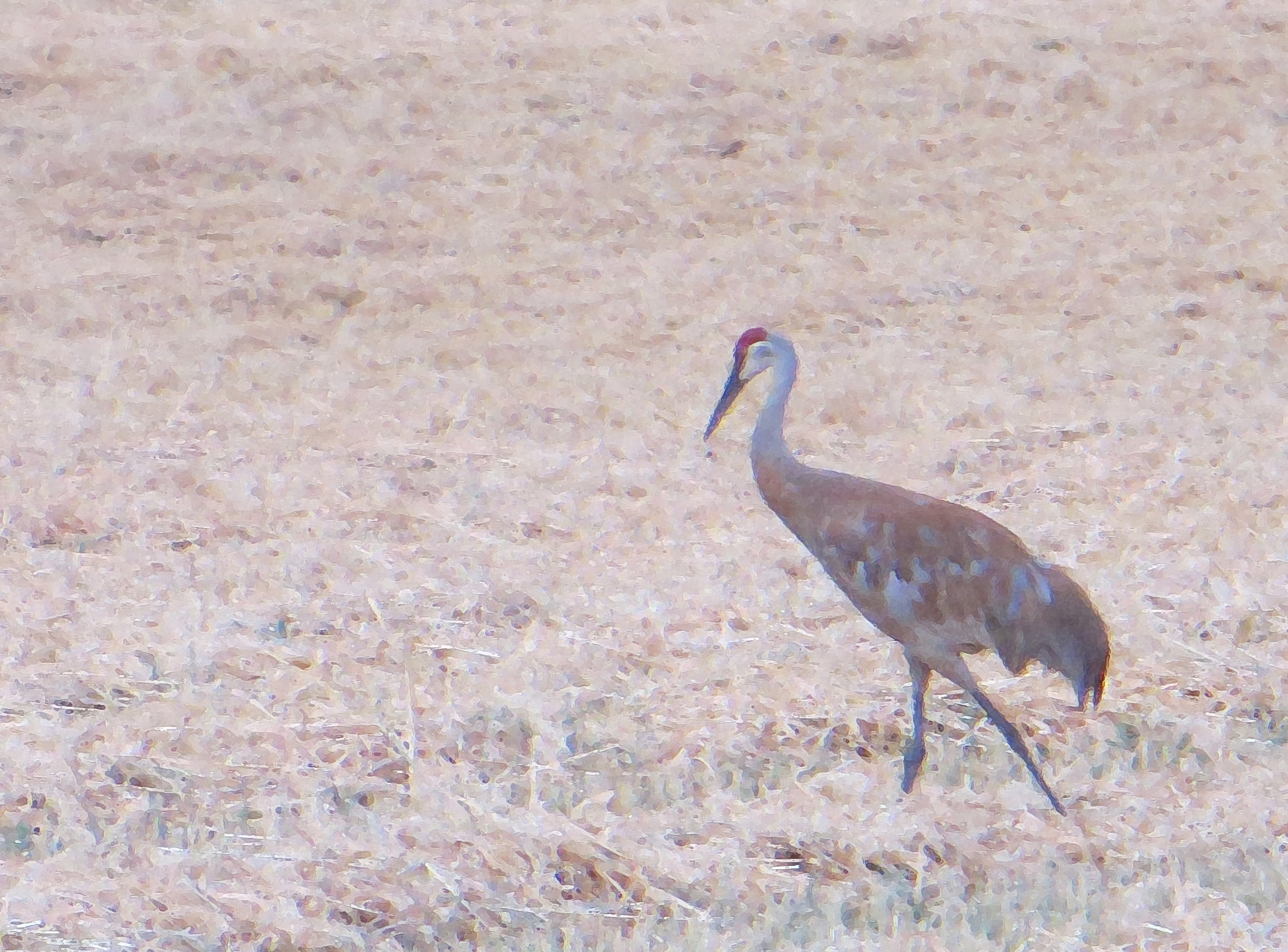 3308x2445 Sandhill Crane Watercolor