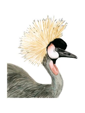 338x450 Watercolor Crested Crane Art Print By Naomi Mccavitt