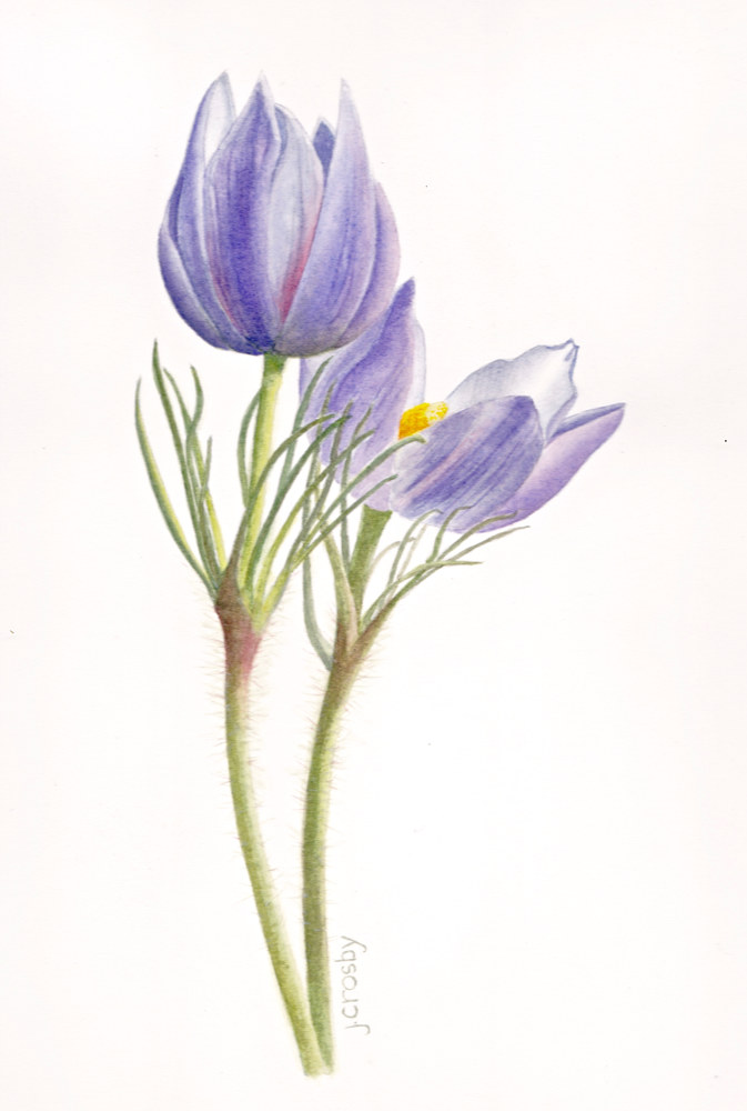 673x1000 Prairie Crocus, Manitoba