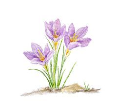 236x221 Purple Crocus Watercolor Print Minature Water Colors