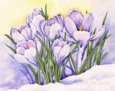 235x186 Spring Crocus Watercolor Art By Dave Oppegard