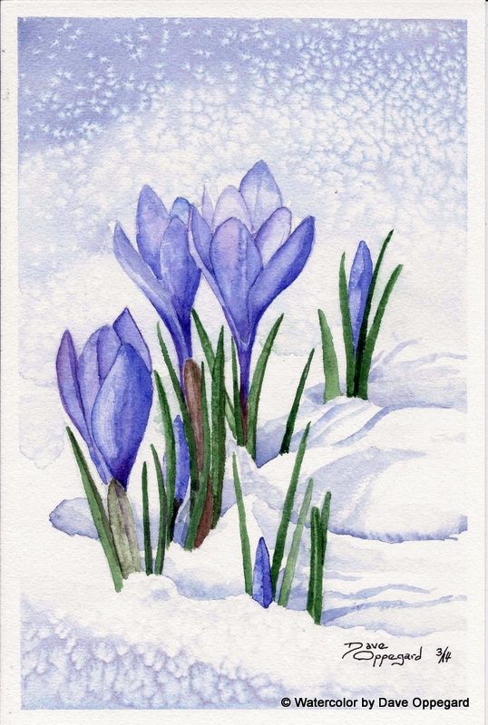538x800 Spring Crocus Watercolor Art By Dave Oppegard Watercolor
