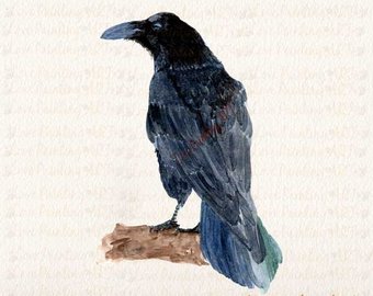 340x270 Crow Watercolor Etsy