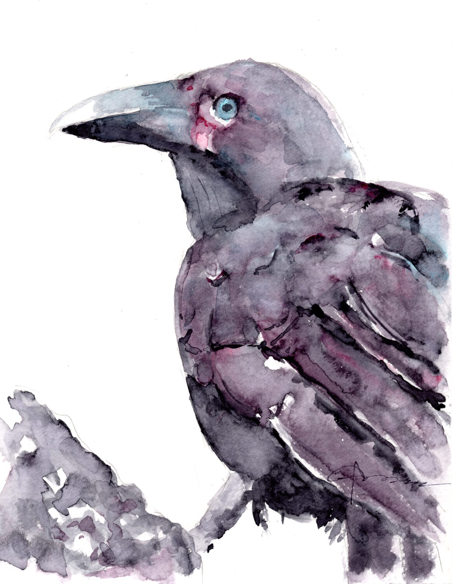 1546x2000 Hawaiian Crow Watercolor Painting