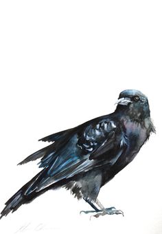 236x340 Watercolor Painting, Original Painting, Crow In Flight, Large