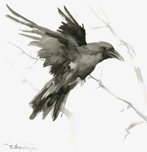 564x580 Crow, Hand Painted Crow, Watercolor Crow, Birds Png Image And
