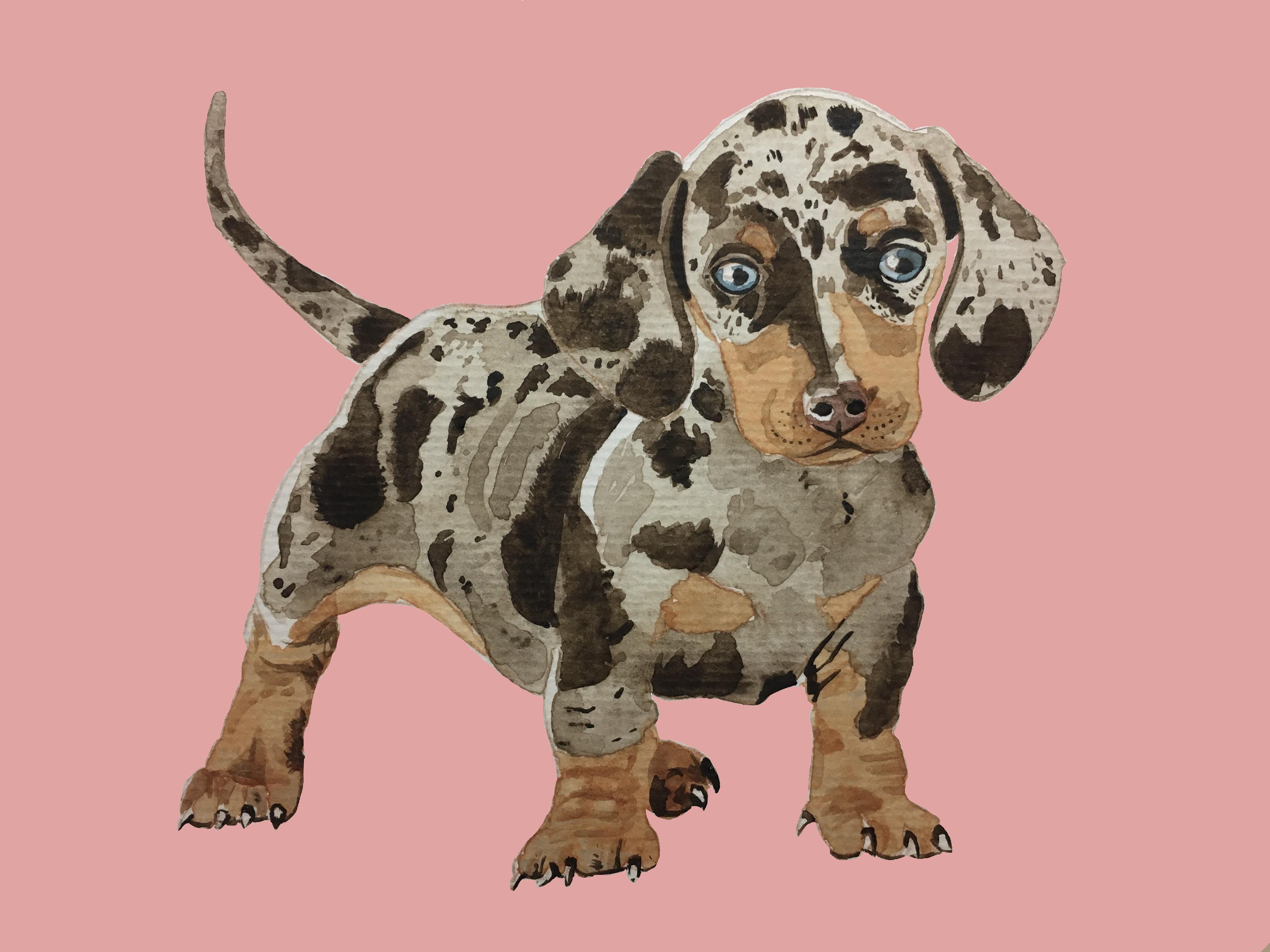 4032x3024 Dapple Dachshund, Watercolor Amp Digital Background Watercolor
