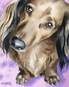 237x300 Long Haired Dachshund Watercolor 8 X 10 Dog Art Print Signed By