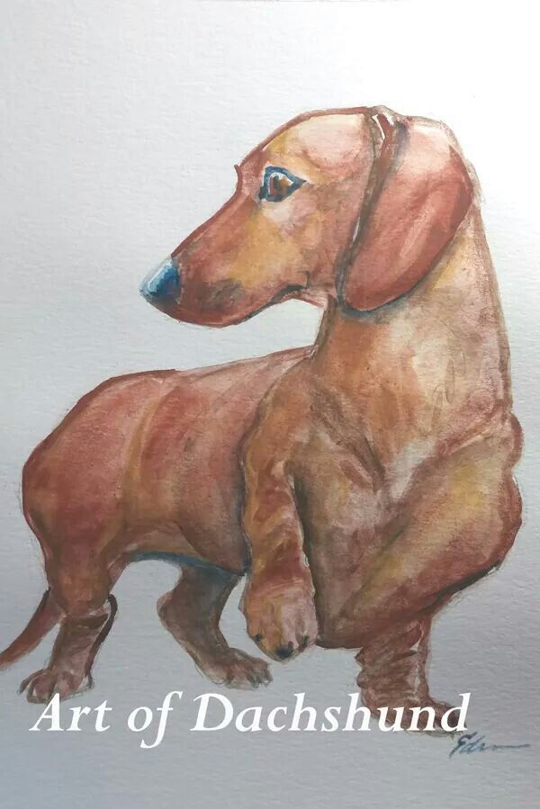 600x899 Art Of Dachshund, Watercolor Doxie Love Dachshunds