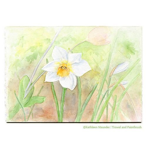 500x500 Daffodil Watercolor Painting
