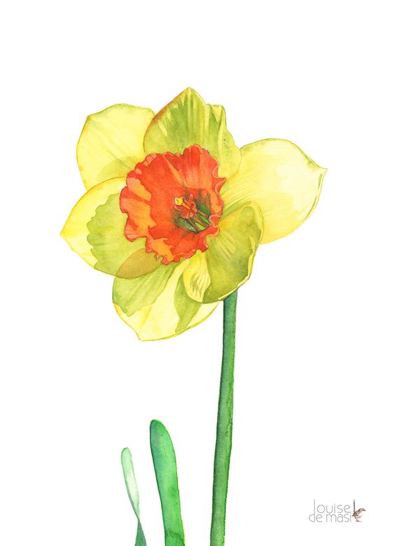 570x779 Daffodil Print Of Watercolor Painting A3 Size D13716 Etsy