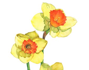 340x270 Daffodil Watercolour Painting Print Daffodil Print Of Etsy