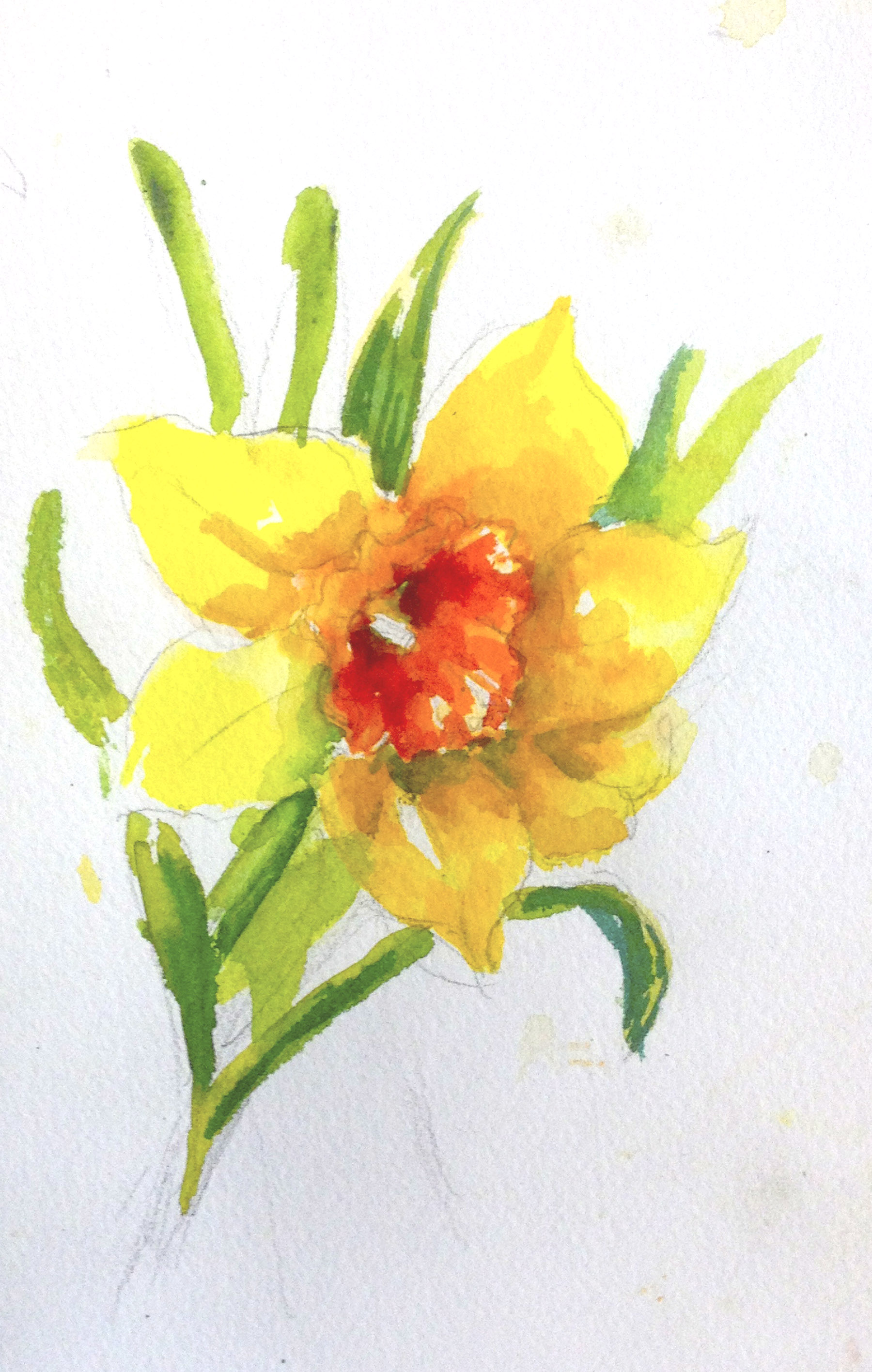 1800x2833 Daffodils Andrea Brooks Studio