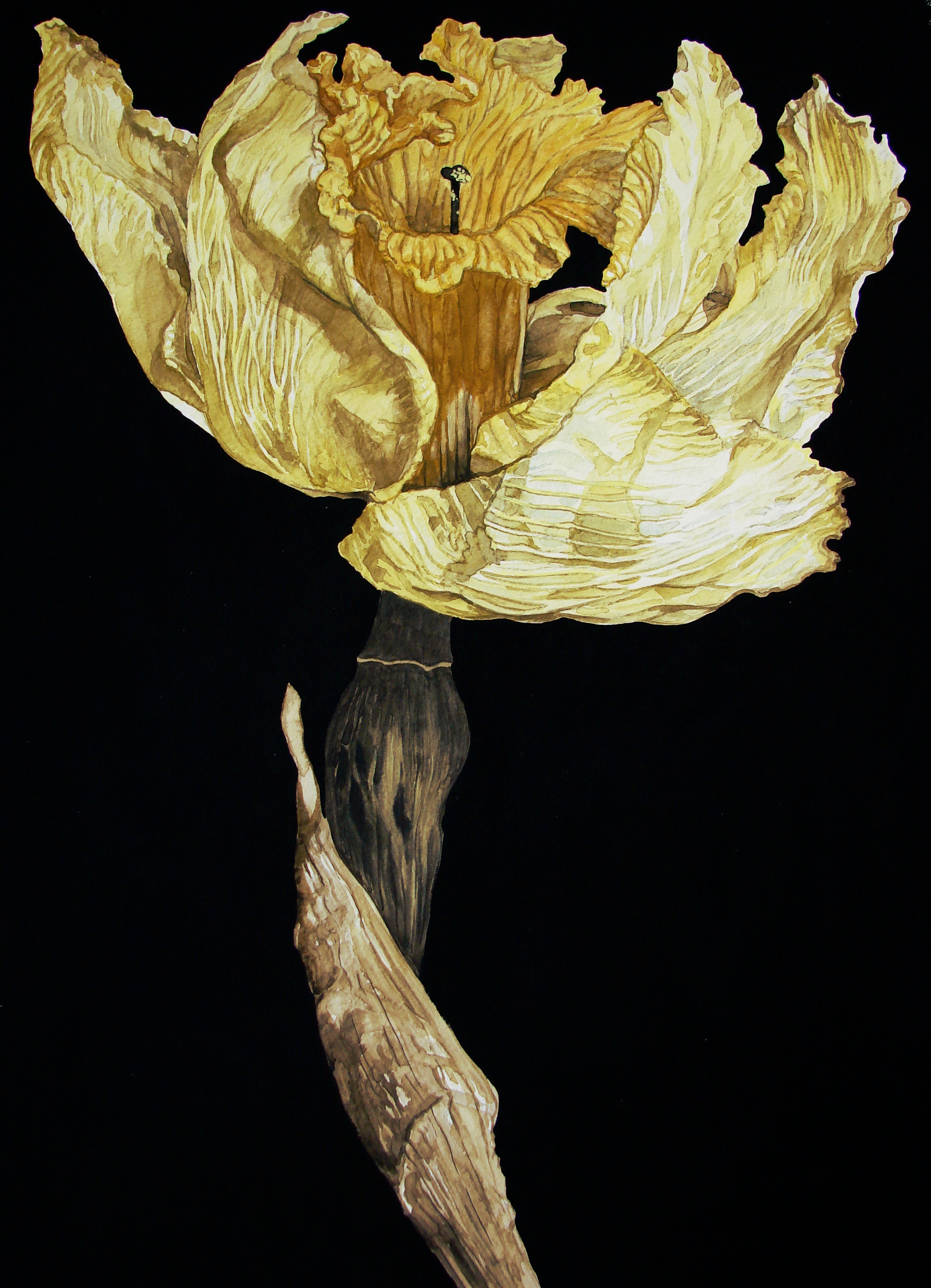 1952x2700 Dried Daffodil Watercolor Illustrations