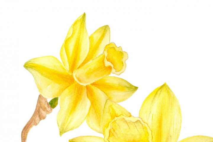 720x479 Watercolor Daffodil Clipart By Digitaldesignsandart