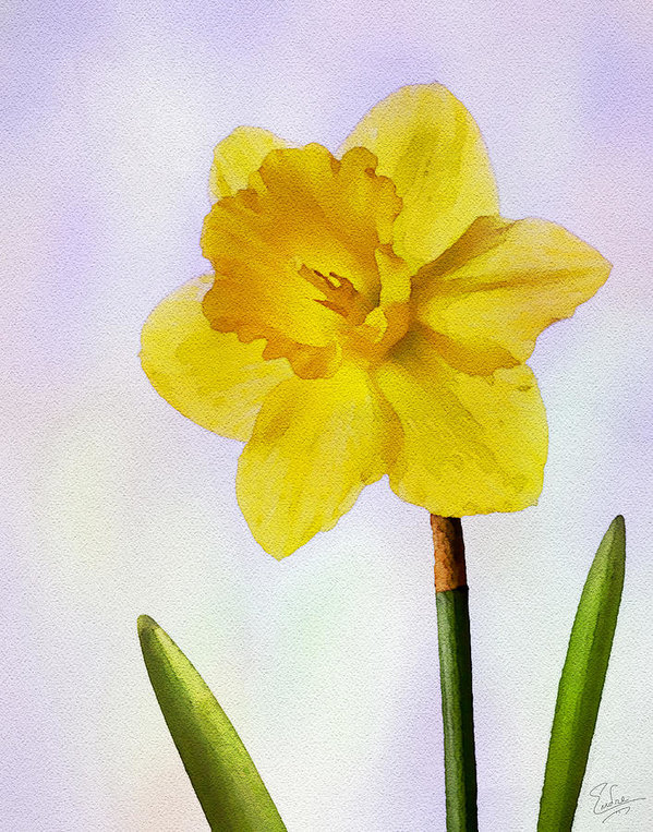 599x763 Daffodil Faux Watercolor Art Print By Endre Balogh