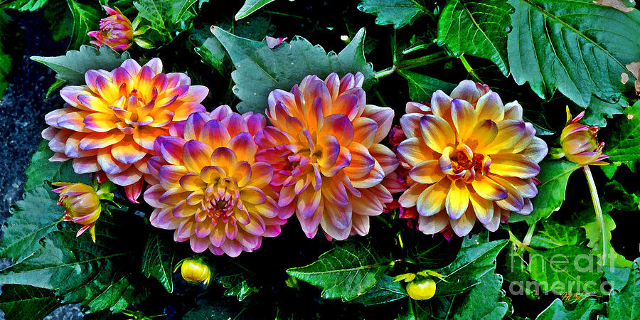 900x450 Dahlia Watercolor Photograph By Jeff Mcjunkin