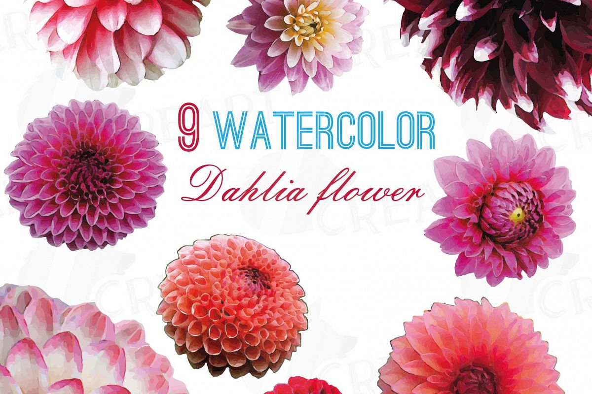 1200x800 Watercolor Dahlia Flower Clip Art Pack, Watercolor Pink Dahlia