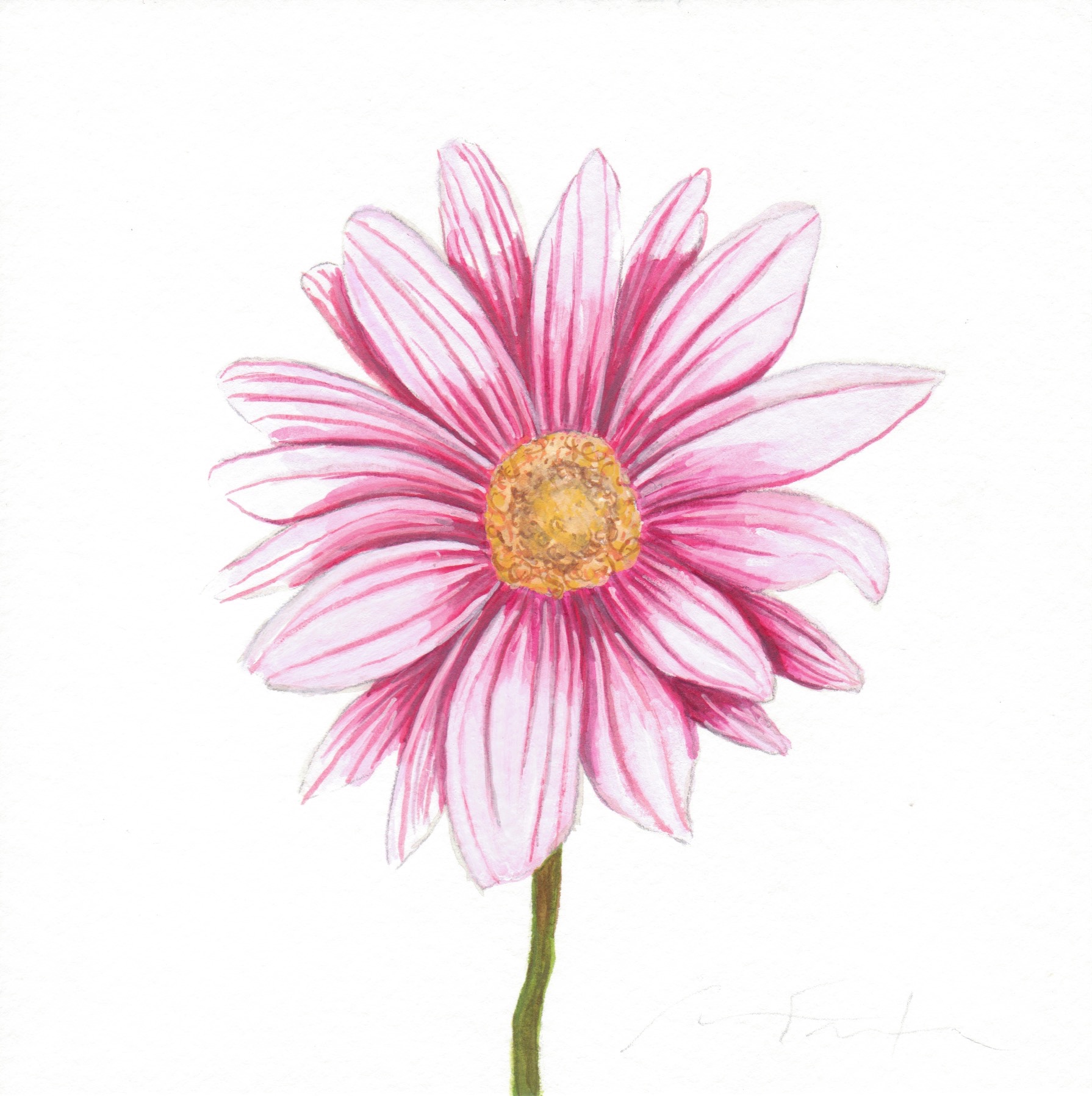 Daisy Flower Watercolor at GetDrawings | Free download