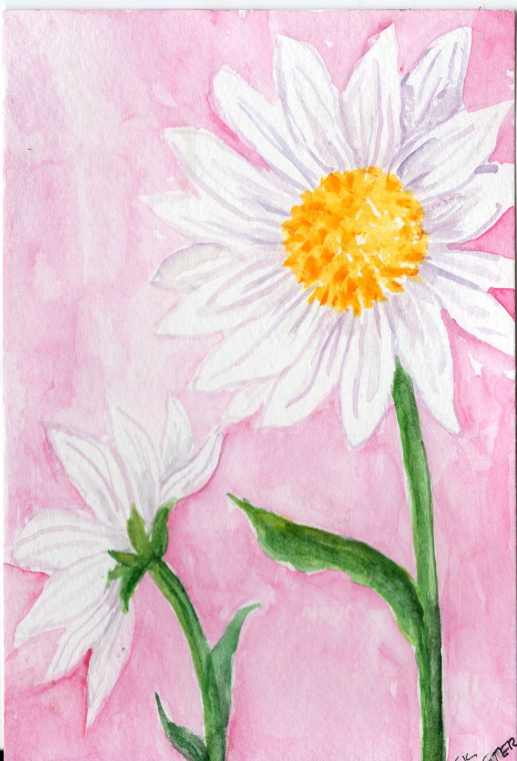 1052x1549 Shasta Daisy Watercolor Painting Original 4 X 6 Daisy Flowers