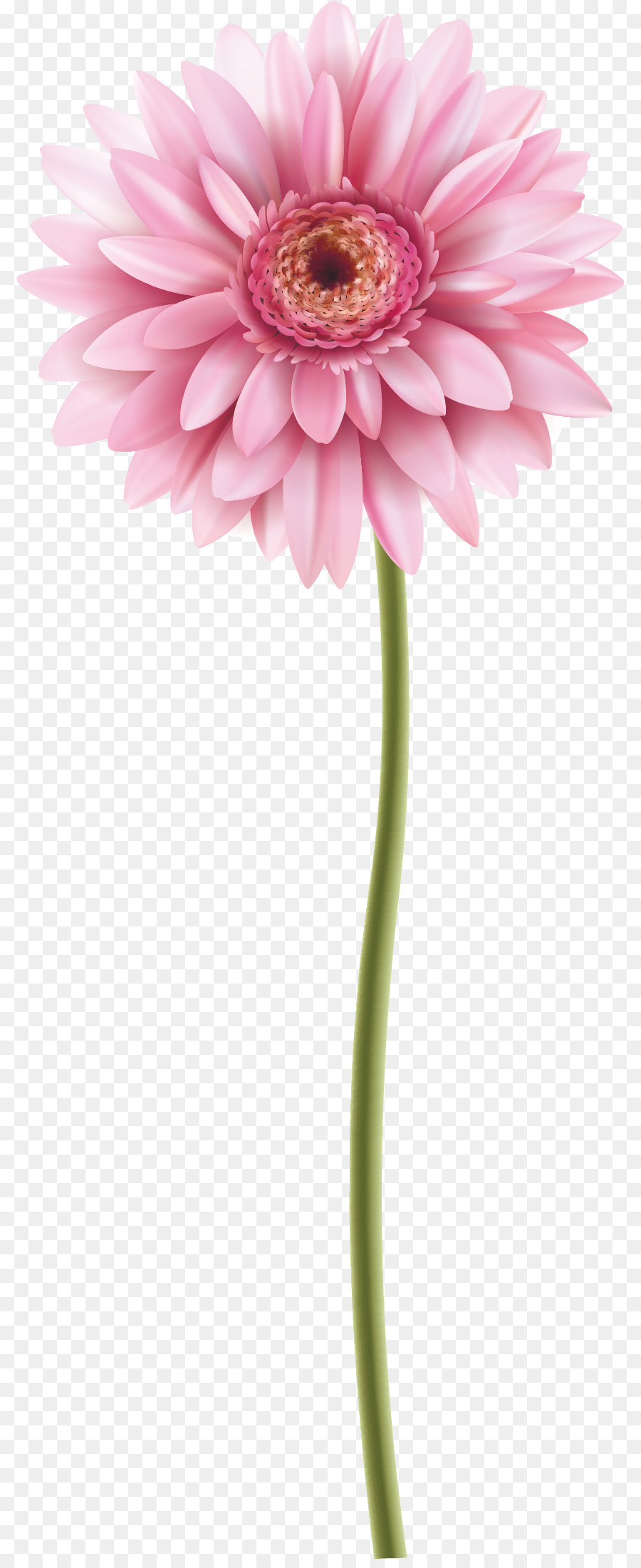 900x2200 Transvaal Daisy Flower Watercolor Painting Bud