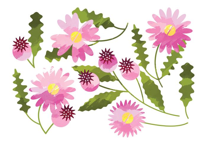 700x490 Vector Watercolor Daisy Flower Elements