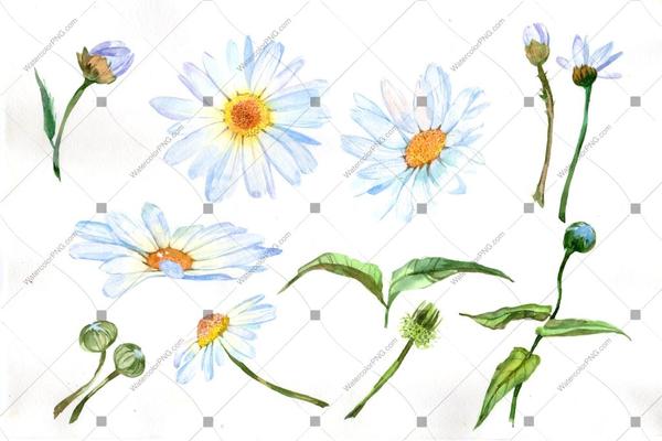 600x400 White Daisy Flowers Watercolor Png Watercolorpng