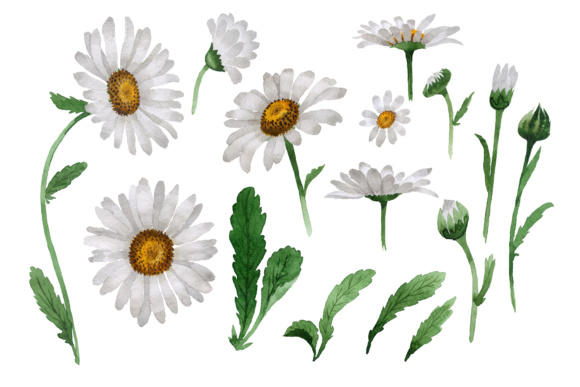 580x387 Beautiful Flower White Daisy Png Watercolor Set Graphic By