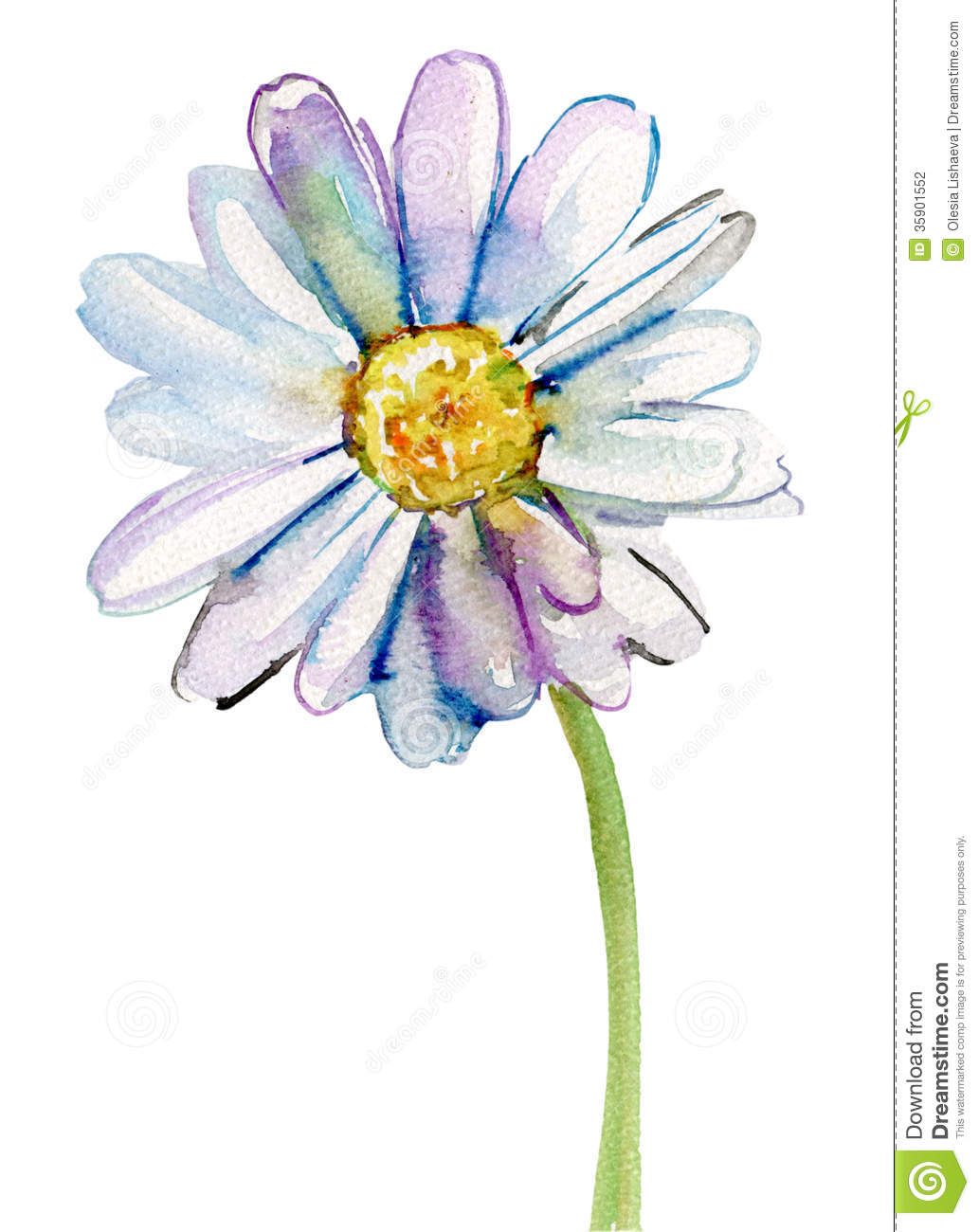 1033x1300 Camomile Flower, Watercolor Illustration