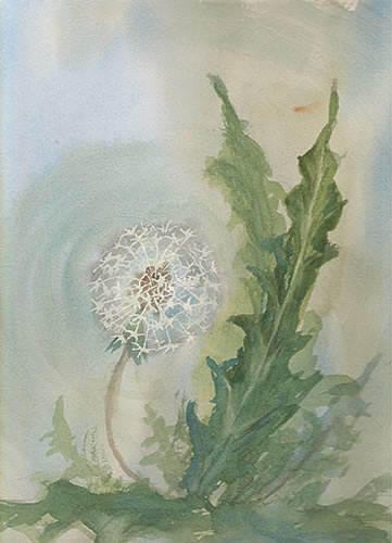 361x500 Dandelion