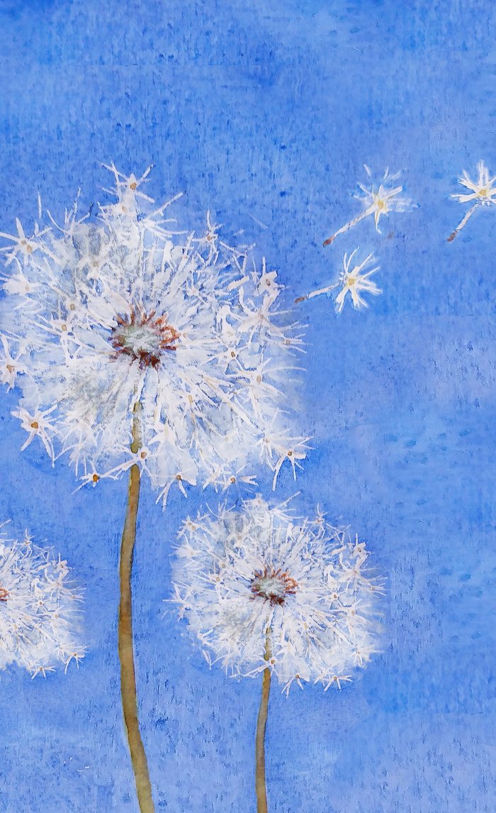 700x1146 Flying Dandelion Watercolor Painting Window Curtains By