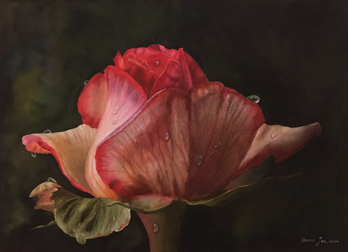 1200x869 Red Rose Painting On Dark Background In Watercolor Watercolor